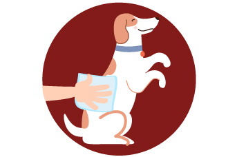 4limpiar-perro.jpg